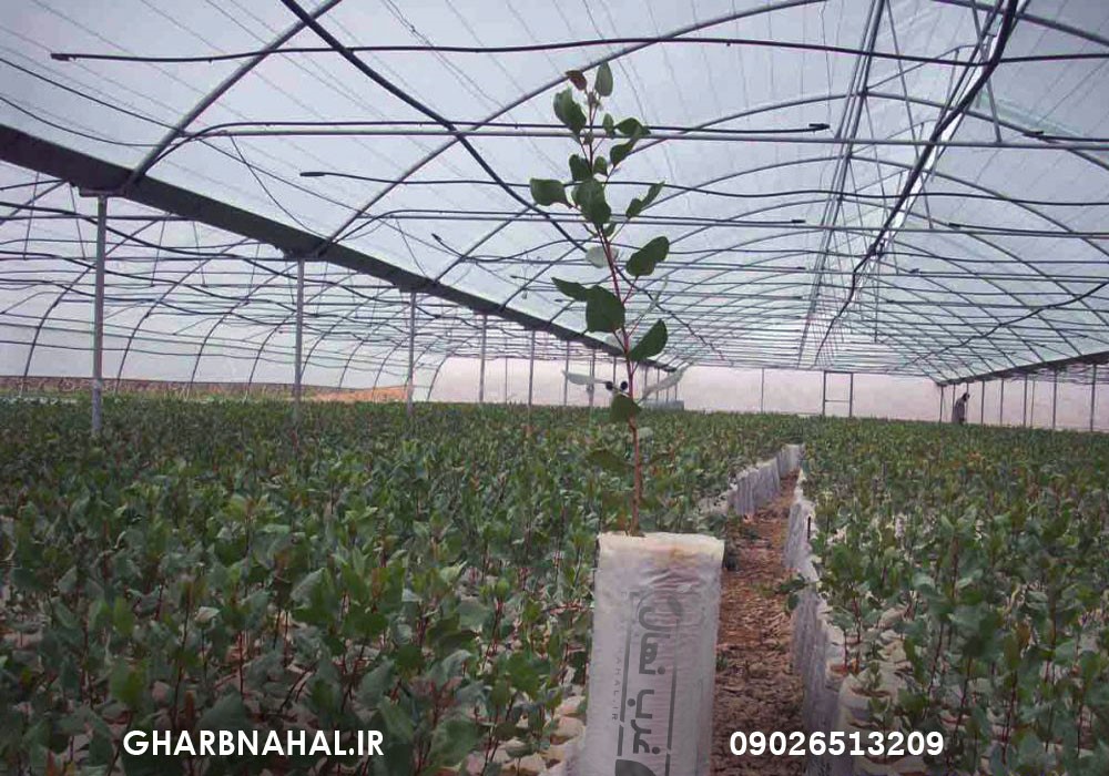 خرید نهال گردو از مرکز معتبر فروش نهال