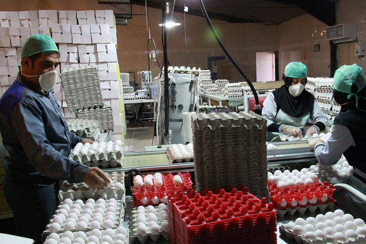 محدودیتی در صادرات تخم مرغ به عراق نداریم